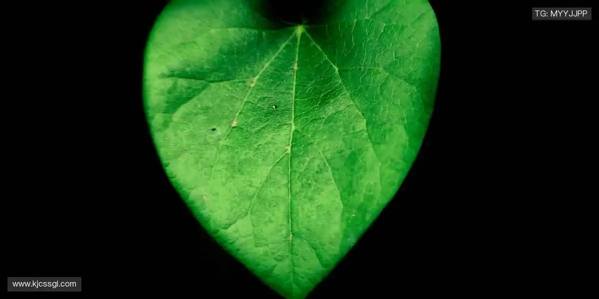 从球衣到记忆,收藏你的热爱!👟